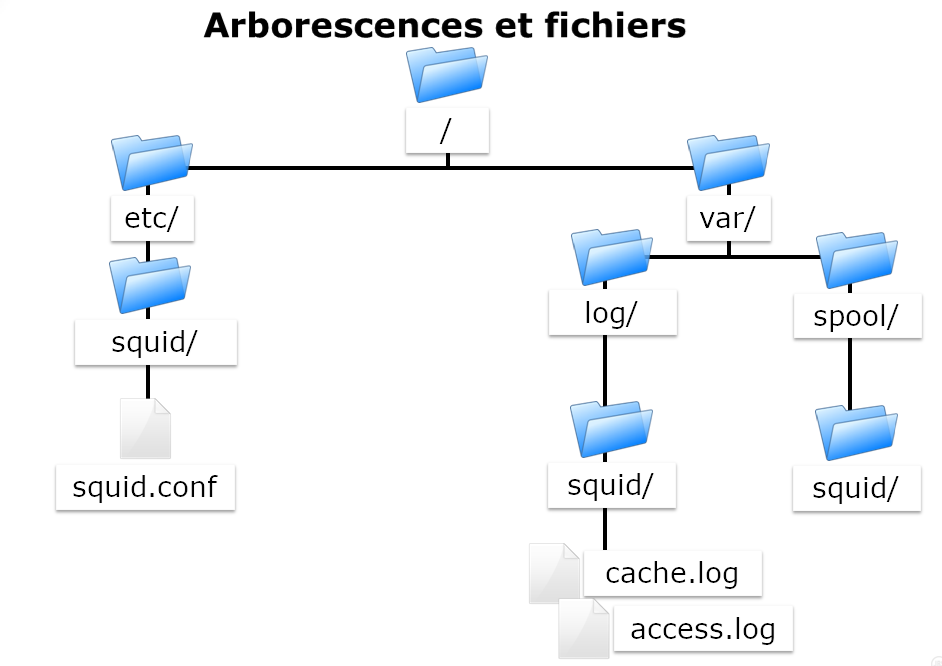 Arborescence squid